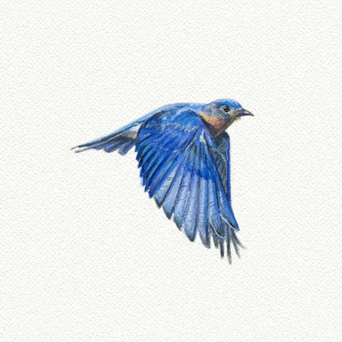 Bluebird