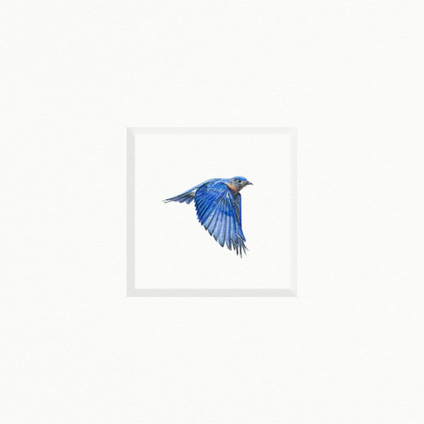 Bluebird