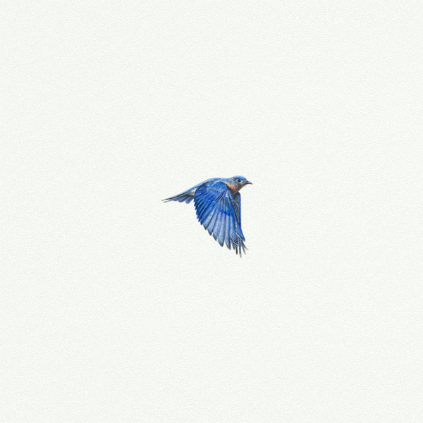 Bluebird