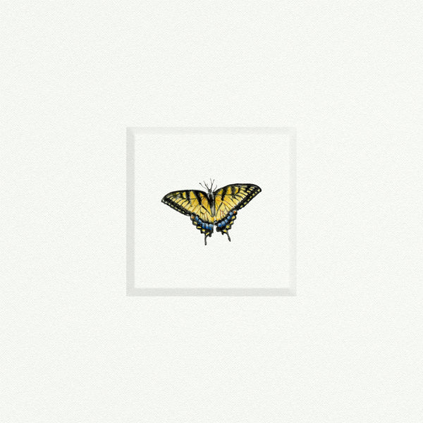 Butterfly Yellowtail