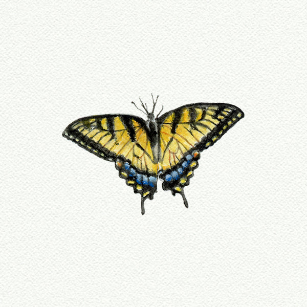 Butterfly Yellowtail