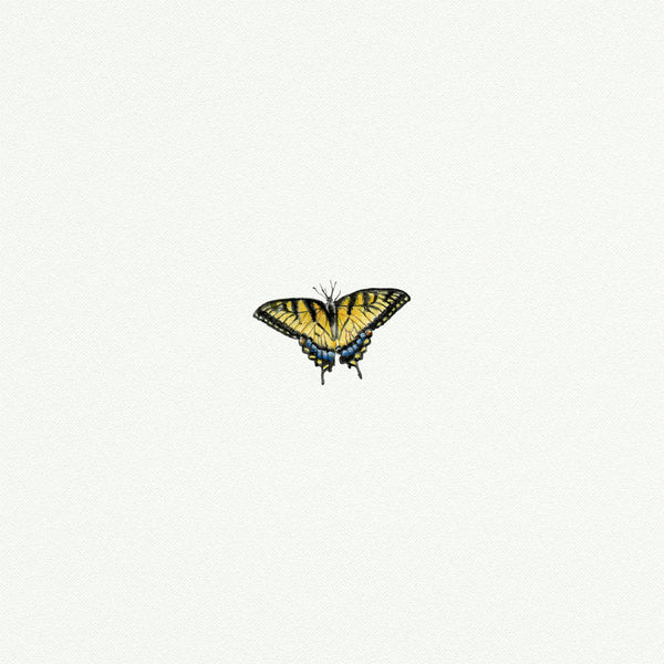 Butterfly Yellowtail