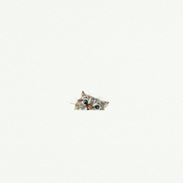 Peeking Cat