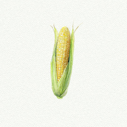 Corn