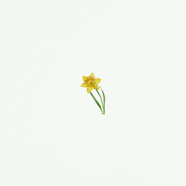 Daffodil