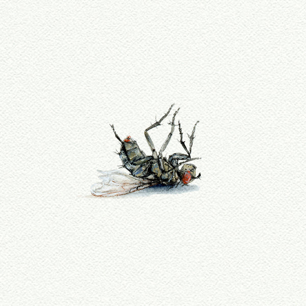 Dead Fly