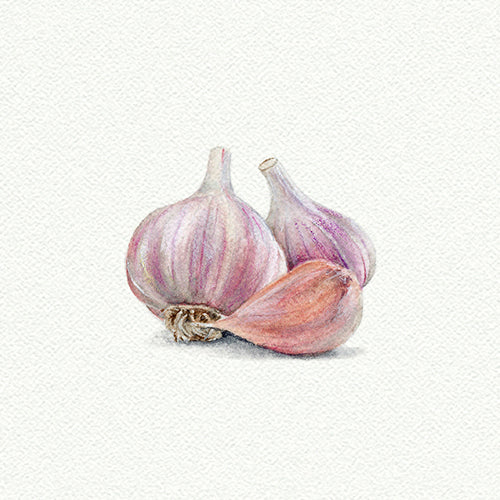 Garlic