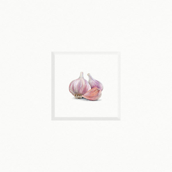Garlic