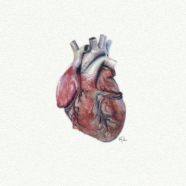 Heart Anatomical - Open Edition