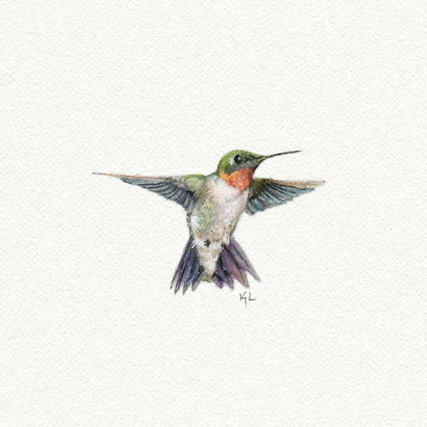 Hummingbird - Open Edition