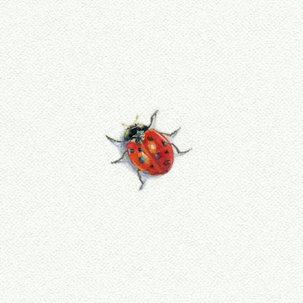 Ladybug