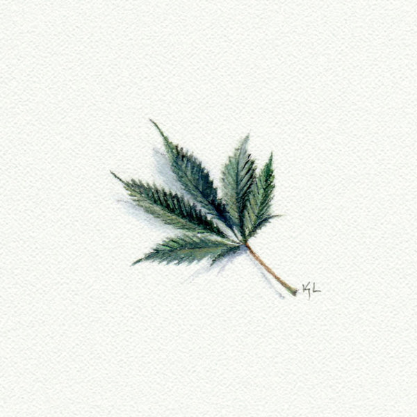Marijuana Leaf - Open Edition