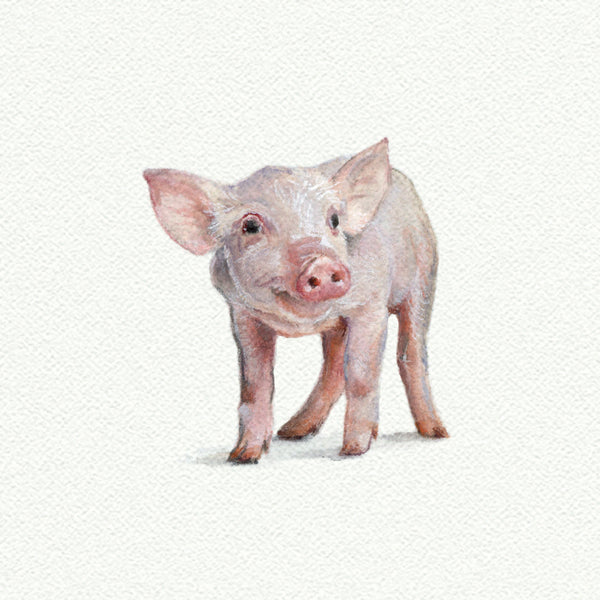 Pig