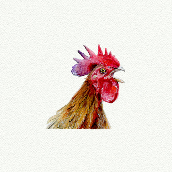 Rooster/Chicken