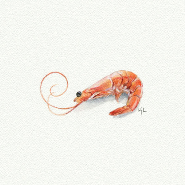 Shrimp - Open Edition