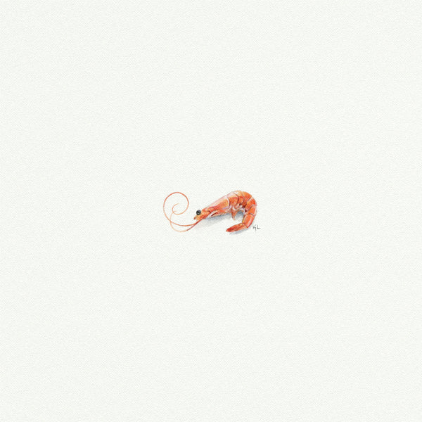 Shrimp - Open Edition