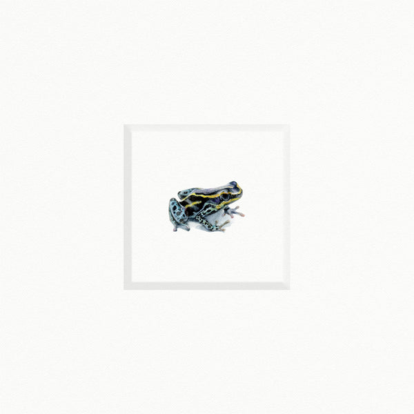 Tree Frog