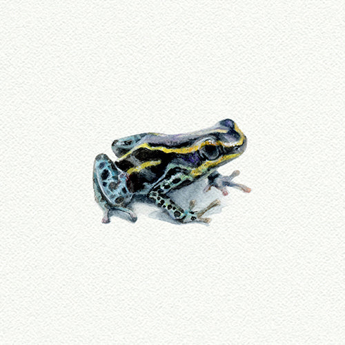 Tree Frog