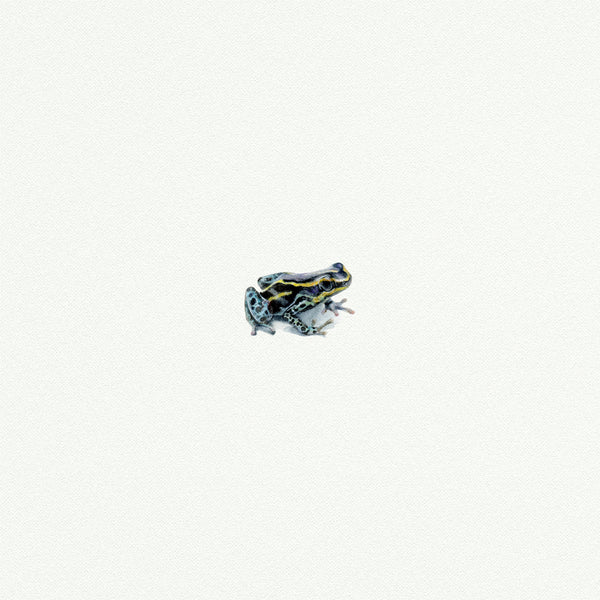 Tree Frog