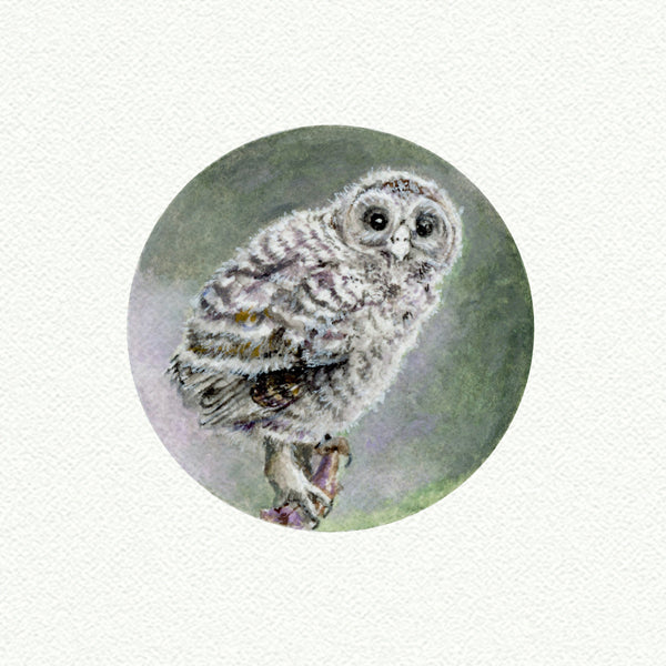 Owlet