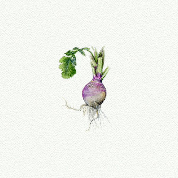 Radish
