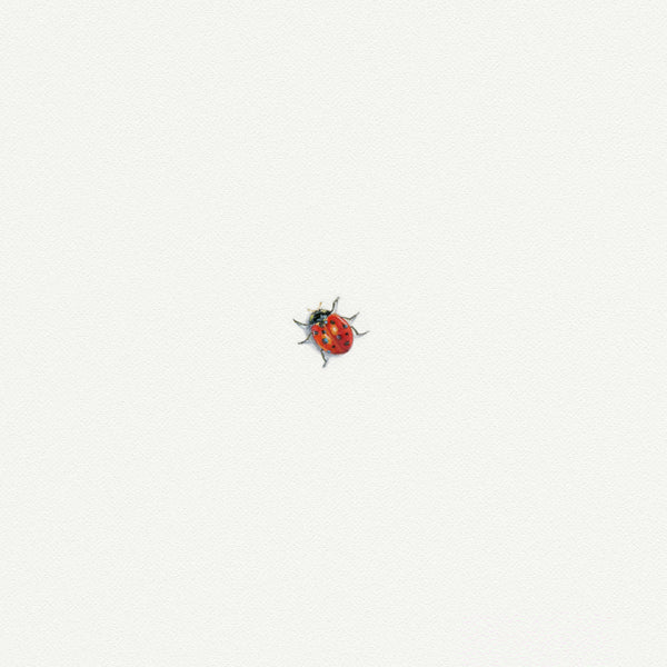 Ladybug