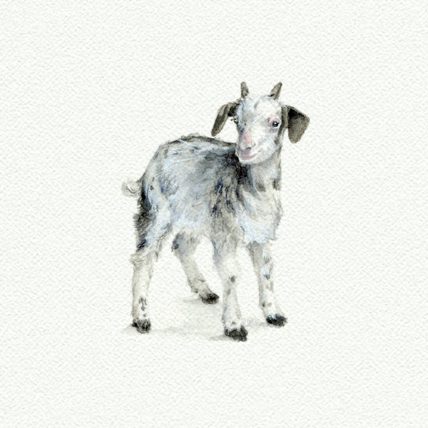 Baby Goat