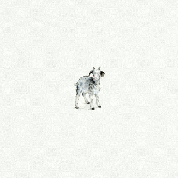 Baby Goat