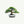 Bonsai Tree