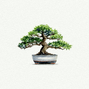 Bonsai Tree
