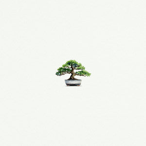 Bonsai Tree
