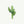 Cactus - Open Edition