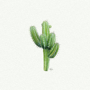 Cactus - Open Edition