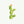 Cactus Prickly Pear - Open Edition
