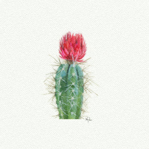 Cactus Prickly Pear Red - Open Edition