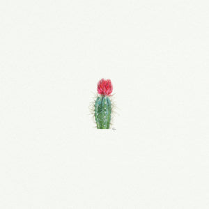 Cactus Prickly Pear Red - Open Edition