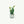 Cactus Succulent - Open Edition
