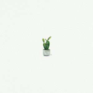 Cactus Succulent - Open Edition