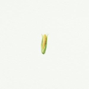 Corn