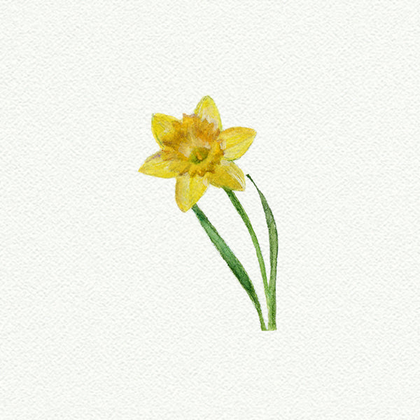 Daffodil