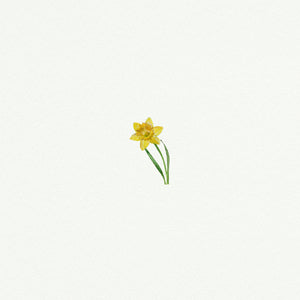 Daffodil