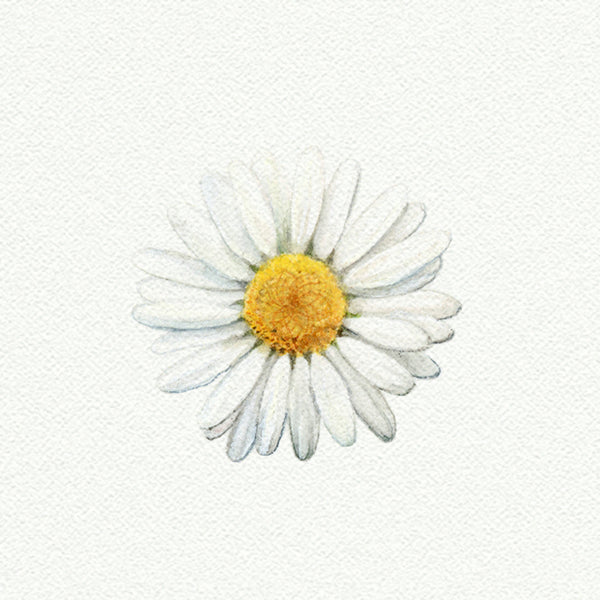 Daisy