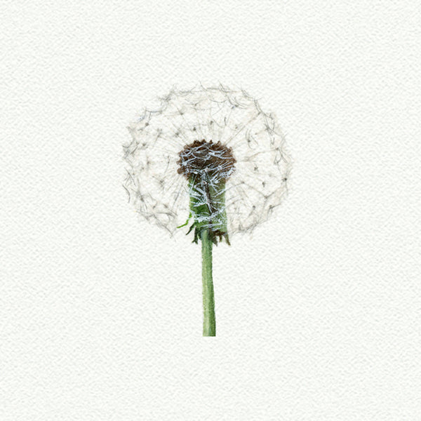Dandelion