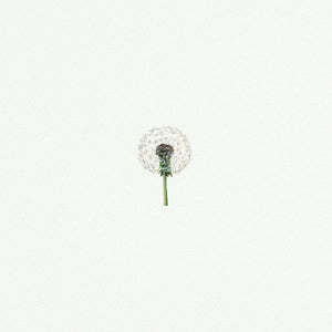 Dandelion