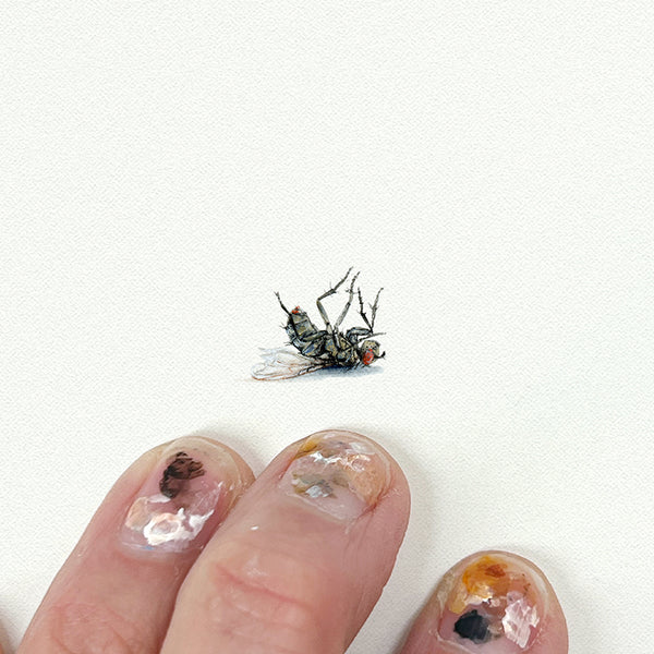 Dead Fly