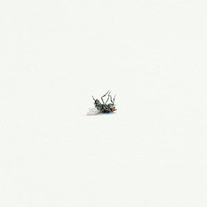 Dead Fly