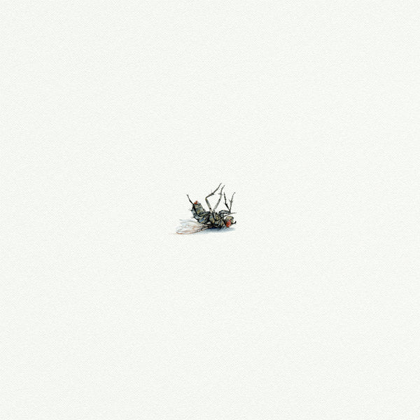 Dead Fly