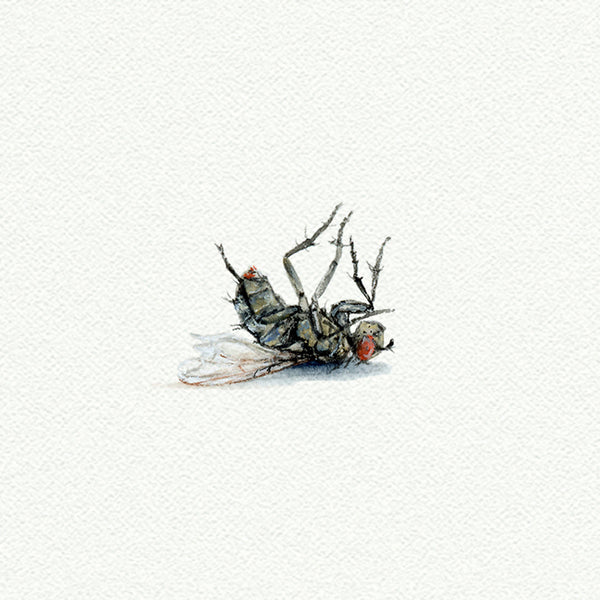 Dead Fly (Original)