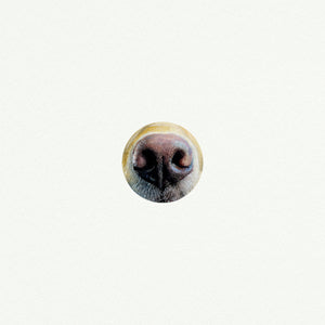 Dog nose