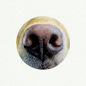 Dog nose